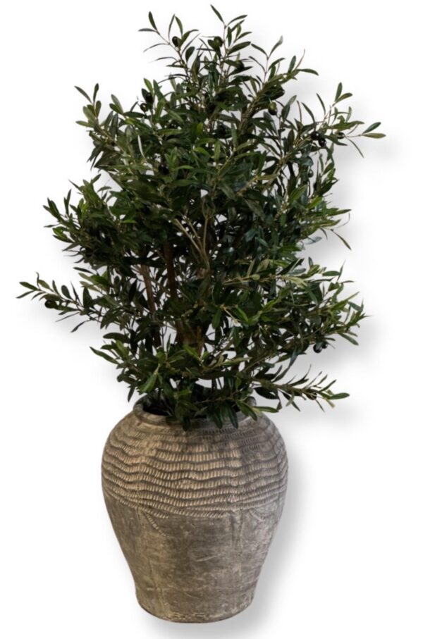 Olivträd | Olivbuske knotigstam olivtrukt 140 cm