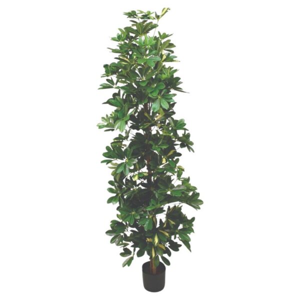 SCHEFFLERA 160 CM