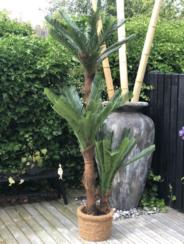 PALM | CYCAS REVOLUTA 3 STAM 240 CM