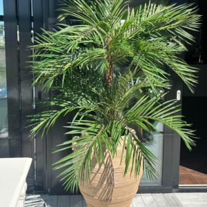 PALM | ARECA 2/STAM GRÖN 210 CM