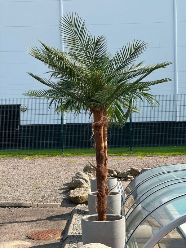 Palm | Kanariepalm äkta palmfaser konstgjorda Phoenix blad 240 cm