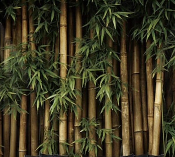 Bambu girlang 180 cm