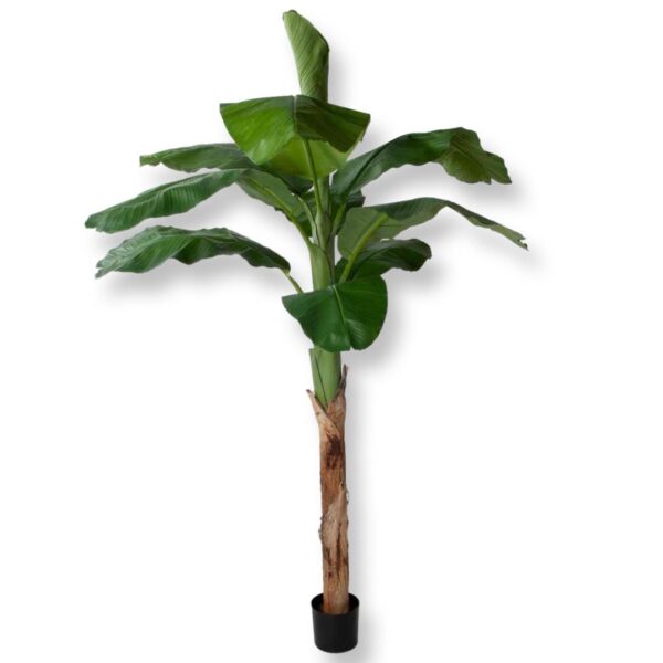 BANANTRÄD | BANANPLANTA/BANANPALM 210 CM