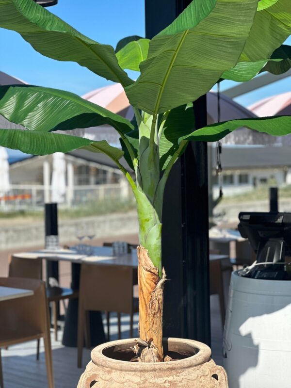 BANANTRÄD | BANANPLANTA/BANANPALM 210 CM