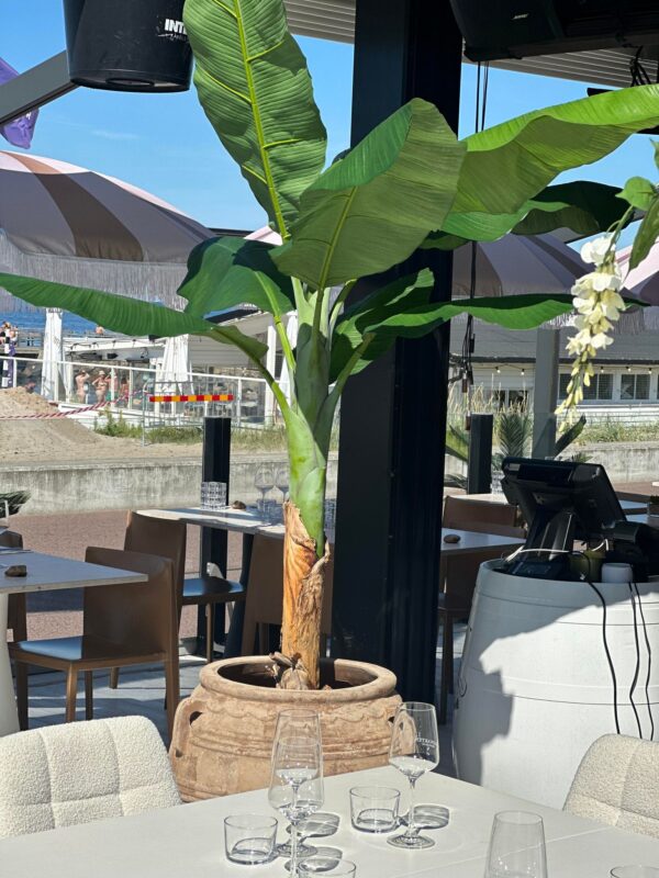 BANANTRÄD | BANANPLANTA/BANANPALM 210 CM