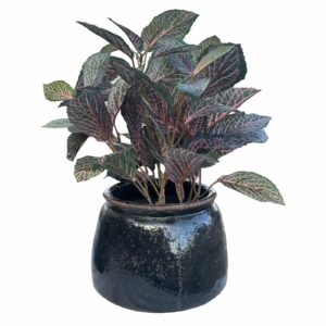 Konstgjord Fittonia Röd 40 cm