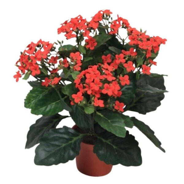 Kalanchoe Blossfeldiana Röd 30 cm