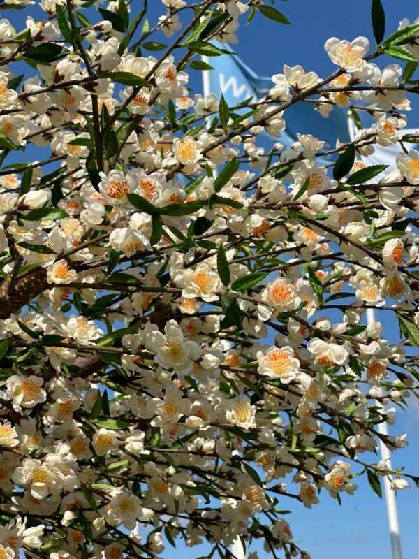 Körsbärsträd | Äkta stam konstgjorda creme blommor 280 cm