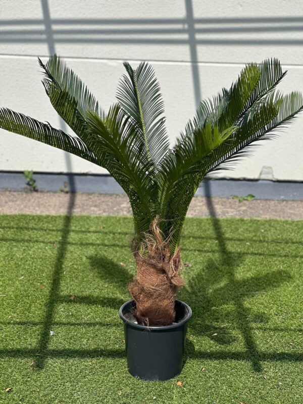 Konstgjord Cycaspalm med äkta palmfaser 100 cm