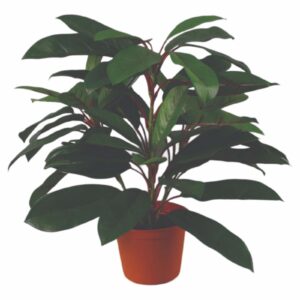 Schefflera | Konstgjord 40 cm